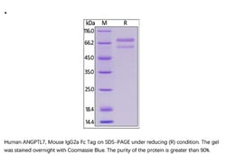 ACROBiosystems Recombinant Protein;Human ANGPTL7 / CDT6 Protein, Mouse