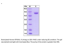 ACROBiosystems Recombinant Protein;Biotinylated Human BTN3A1 / CD277 Protein,