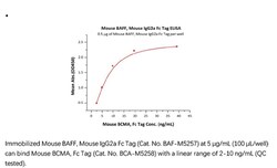 ACROBiosystems Recombinant Protein;Mouse BAFF / TNFSF13B / CD257 Protein,
