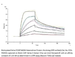 ACROBiosystems Recombinant Protein;Biotinylated Feline FcRn / FCGRT );HEK293;25UG;FCN,FcRN,FCGRT