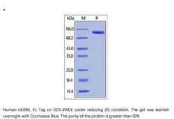 ACROBiosystems Recombinant Protein;Human LILRB1 / CD85j / ILT2 Protein,