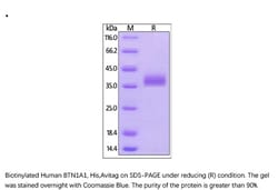 ACROBiosystems Recombinant Protein;Biotinylated Human BTN1A1 / Butyrophilin