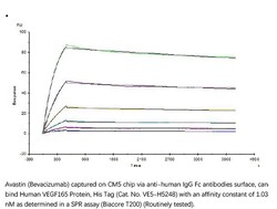 ACROBiosystems Recombinant Protein;Human VEGF165 Protein, His Tag;HEK293;1MG;VE5,RP1-261G23.1,MGC70609,MVCD1,MVCD-1,VEGF
