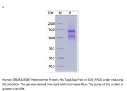 ACROBiosystems Recombinant Protein;Human Integrin alpha E beta 7 (ITGAE