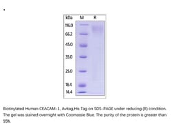 ACROBiosystems Recombinant Protein;Biotinylated Human CEACAM-1 / CD66a