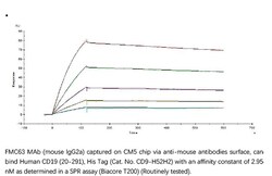 ACROBiosystems Recombinant Protein;Human CD19 (20-291) Protein, His Tag;HEK293;50UG;CD9,CD19,CD-19,B4,B-4,CVID3,CVID-3,MGC12802,