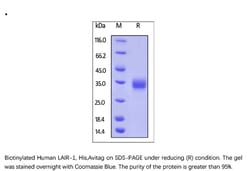 ACROBiosystems Recombinant Protein;Biotinylated Human LAIR1 / CD305 Protein,