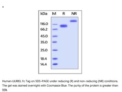 ACROBiosystems Recombinant Protein;Human LILRB3 / CD85a / ILT5 Protein,