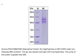 ACROBiosystems Recombinant Protein;Human Integrin isoform alpha-7X2B beta