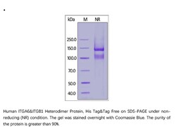 ACROBiosystems Recombinant Protein;Human Integrin alpha 6 beta 1 (ITGA6