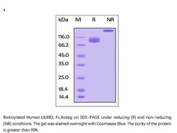 ACROBiosystems Recombinant Protein;Biotinylated Human LILRB3 / CD85a /