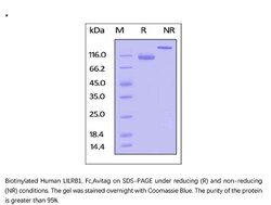 ACROBiosystems Recombinant Protein;Biotinylated Human LILRB1 / CD85j /