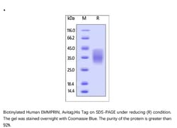 ACROBiosystems Recombinant Protein;Biotinylated Human EMMPRIN / CD147 Protein,