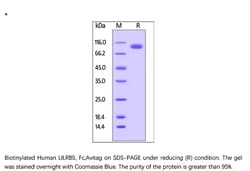 ACROBiosystems Recombinant Protein;Biotinylated Human LILRB5 / CD85c /