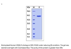ACROBiosystems Recombinant Protein;Biotinylated Human VSIG8 Protein, Fc