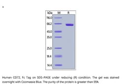 ACROBiosystems Recombinant Protein;Human CD72 Protein, Fc Tag;HEK293;100UG;CD2,CD72,Lyb-2,Lyb2,