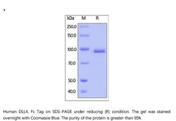 ACROBiosystems Recombinant Protein;Human DLL4 Protein, Fc Tag;HEK293;100UG;DL4,DLL4,Delta4,DLL-4,Delta-4,