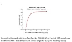 ACROBiosystems Recombinant Protein;Human ErbB3 / Her3 Protein, Strep Tag;HEK293;25UG;ER3,ERBB3,ErbB-3,HER3,HER-3,LCCS2,MDA-BF-1,MGC88033,c-erbB-3,c-erbB3,erbB3-S,p180-ErbB3,p45-sErbB3,p85-sErbB3,