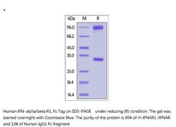 ACROBiosystems Recombinant Protein;Human IFN-alpha / beta R1 Protein, Fc