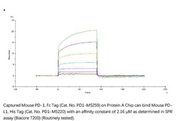 ACROBiosystems Recombinant Protein;Mouse PD-L1 / B7-H1 Protein;HEK293;1MG;PD1,PDL1,PD-L1,CD274,B7-H1,B7H1,B7-H,B7H,PDCD1L1,PDCD1LG1,