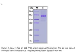 ACROBiosystems Recombinant Protein;Human IL-12A / NKSF1 / p35 Protein,