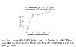 ACROBiosystems Recombinant Protein;Human ROR1 (39-151, Ig-like domain)