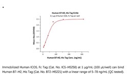 ACROBiosystems Recombinant Protein;Human B7-H2 / ICOSLG Protein;HEK293;200UG;B72,ICOSLG,B7-H2,B7H2,B7RP-1,B7RP1,CD275,GL50,ICOS-L,ICOSL,LICOS,ICOS