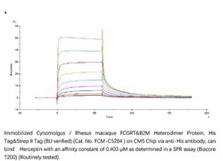 ACROBiosystems Recombinant Protein;Cynomolgus / Rhesus macaque FcRn / FCGRT