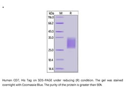 ACROBiosystems ACROBiosystems Human CD7 Protein, His Tag, Quantity: Each
