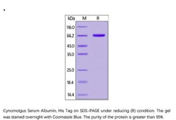 ACROBiosystems ACROBiosystems Cynomolgus Serum Albumin Protein, His Tag,