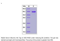ACROBiosystems Rabbit Serum Albumin Protein, His Tag