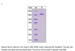 ACROBiosystems Mouse Serum Albumin Protein, His Tag