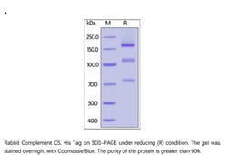 ACROBiosystems ACROBiosystems Rabbit Complement C5 Protein, His Tag, Quantity: