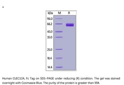 ACROBiosystems ACROBiosystems Human CLEC12A / MICL / CLL-1 Protein, Fc