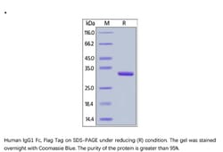 ACROBiosystems ACROBiosystems Human IgG1 Fc Protein, Flag Tag, Quantity: