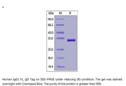 ACROBiosystems ACROBiosystems Human IgG1 Fc Protein, gD Tag, Quantity: