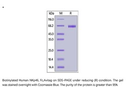 ACROBiosystems ACROBiosystems Biotinylated Human NKp46 / NCR1 / CD335 Protein,