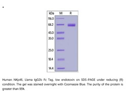 ACROBiosystems ACROBiosystems Human NKp46 / NCR1 / CD335 Protein, Llama