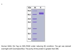 ACROBiosystems ACROBiosystems Human MAG / Siglec-4a Protein, His Tag, Quantity: