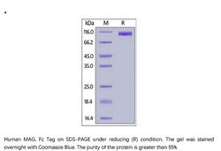 ACROBiosystems ACROBiosystems Human MAG / Siglec-4a Protein, Fc Tag, Quantity: