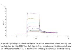 ACROBiosystems ACROBiosystems Cynomolgus / Rhesus macaque FcRn / FCGRT&B2M