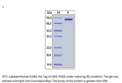 ACROBiosystems ACROBiosystems FITC-Labeled Human ErbB3 / Her3 Protein,