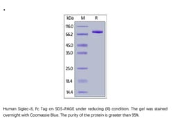 ACROBiosystems ACROBiosystems Human Siglec-8 Protein, Fc Tag, Quantity: