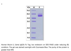 ACROBiosystems ACROBiosystems Human Mucin-1 / MUC-1 Protein, Llama IgG2b