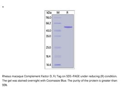 ACROBiosystems ACROBiosystems Rhesus macaque Complement Factor D / CFD