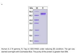 ACROBiosystems ACROBiosystems Human IL-2 R gamma / CD132 Protein, Fc Tag,