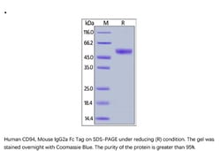 ACROBiosystems ACROBiosystems Human CD94 Protein, Mouse IgG2a Fc Tag, Quantity: