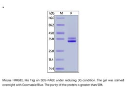 ACROBiosystems ACROBiosystems Mouse HMGB1 Protein, His Tag, Quantity: Each