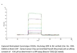ACROBiosystems ACROBiosystems Biotinylated Cynomolgus Fc gamma RIIB / CD32b