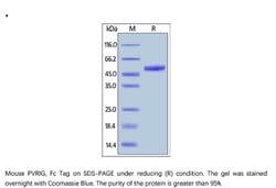 ACROBiosystems Mouse PVRIG Protein, Fc Tag